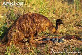 Illustration for article titled Flightless Friday - Dromaius novaehollandiae Edition